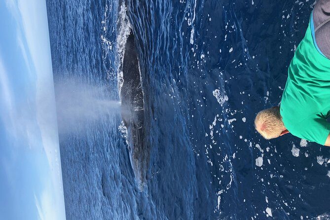 Whale Watching Experience - An In-Depth Review of the Maui Whale Watching Tour