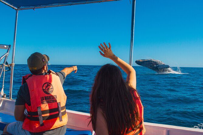 Whale Watching Experience in Cabo San Lucas 2 hours - Key Points