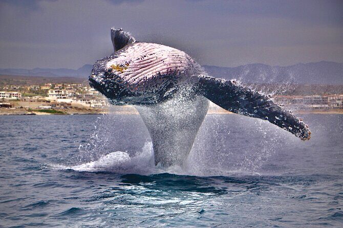 Whale Watching Experience in Cabo San Lucas - FAQ