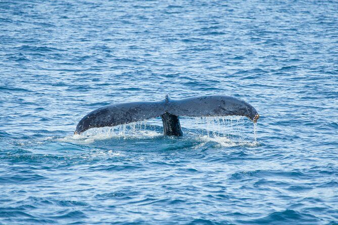 Whale Watching Experiencie with breakfast - Scenic Highlights