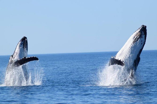 Whale Watching from Augusta in Western Australia - Key Points