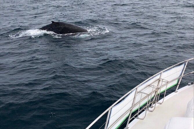 Whale Watching from Augusta in Western Australia - Who Should Consider This Tour?