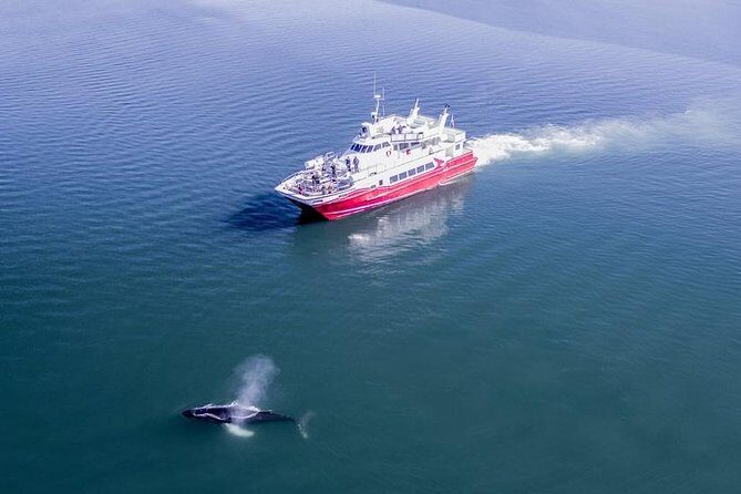 Whale Watching from Downtown Akureyri - The Experience: What to Expect on the Water