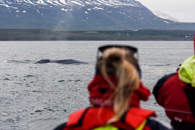 Whale Watching from Downtown Akureyri - FAQ