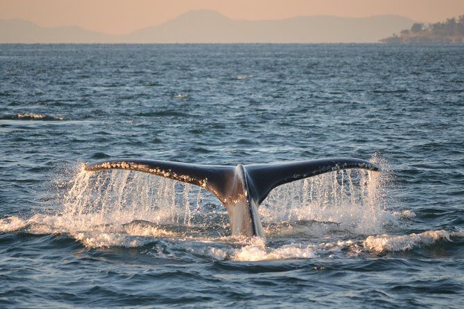 Whale Watching from Friday Harbor - The Pros and Cons