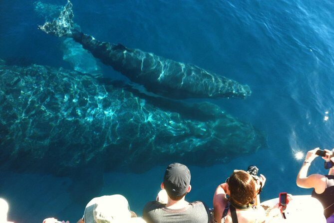 Whale Watching from Ma'alaea Harbor - The Experience in Detail