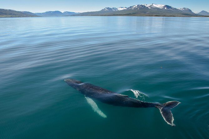 Whale Watching from the Heart of Akureyri - Key Points