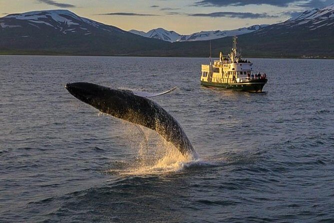 Whale Watching from the Heart of Akureyri - What to Expect on Your Whale Watching Tour from Akureyri