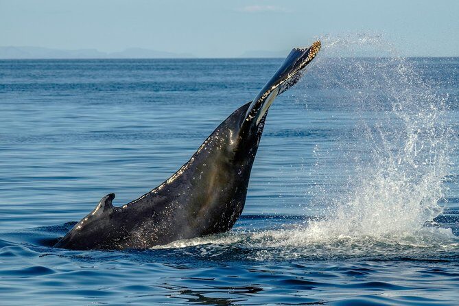 Whale Watching from the Heart of Akureyri - FAQs