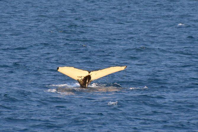 Whale Watching from the Heart of Akureyri - Final Thoughts