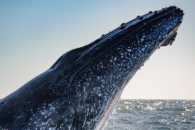 Whale Watching Gold Coast - What Makes This Whale Watching Tour Stand Out?