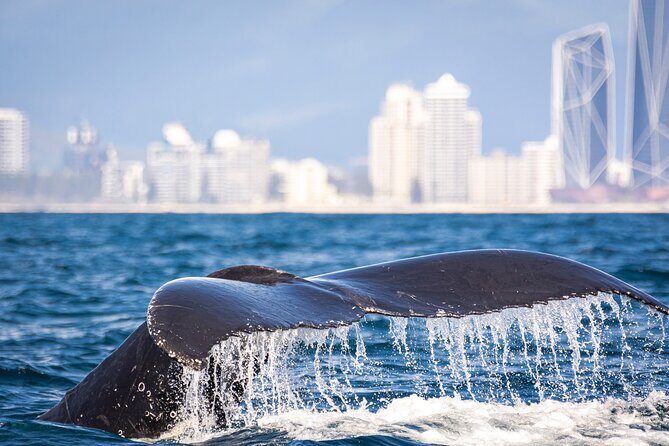 Whale Watching Gold Coast - The Value of This Tour
