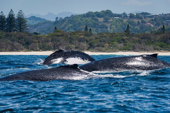 Whale Watching Gold Coast - Practical Details and Considerations