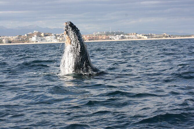 Whale Watching Group Tour in San Jose del Cabo - Key Points