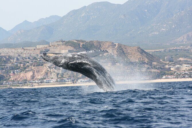 Whale Watching Group Tour in San Jose del Cabo - An In-Depth Look at the Whale Watching Experience