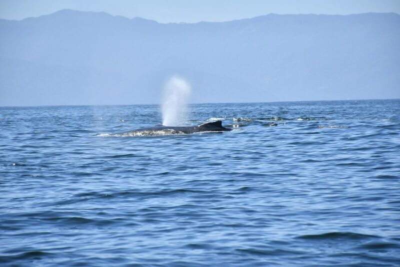 Whale Watching Guaranteed Experience in Puerto Vallarta - A Closer Look at the Whale Watching Experience