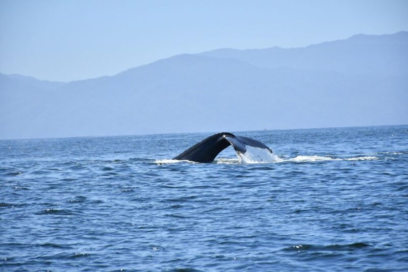 Whale Watching Guaranteed Experience in Puerto Vallarta - Final Thoughts