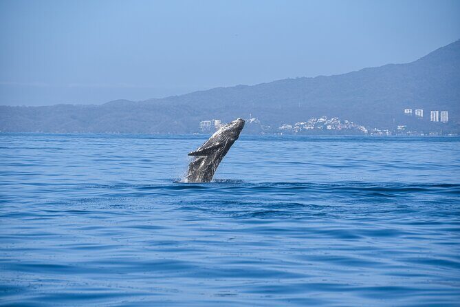 Whale Watching Guaranteed Experience in Puerto Vallarta - Duration and Group Size