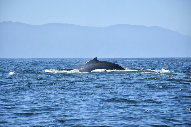 Whale Watching Guaranteed Experience in Puerto Vallarta - The Boat Experience