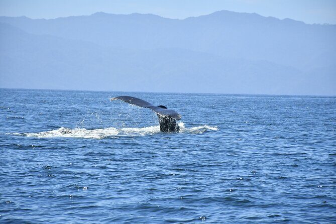 Whale Watching Guaranteed Experience in Puerto Vallarta - The Whales and What You’ll See