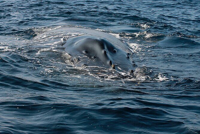 Whale Watching Guaranteed Experience in Puerto Vallarta - Lunch and Refreshments