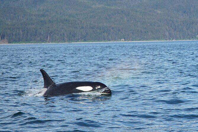 Whale-watching, Icy point, Hoonah , whales, Orca, killer-whales. - FAQ