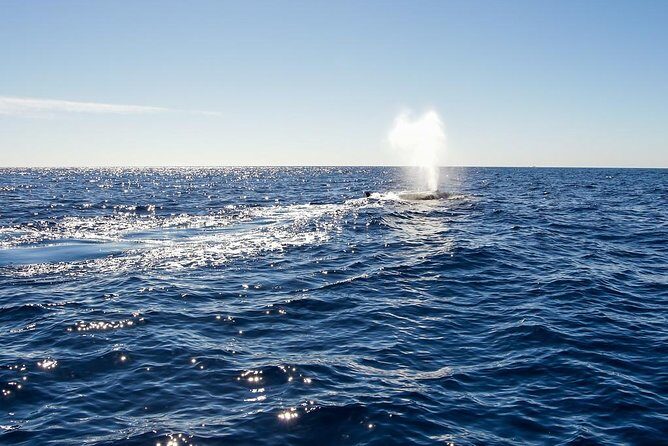 Whale Watching in Cabo San Lucas on board our Luxury Trimaran! - What You Can Expect During the Tour