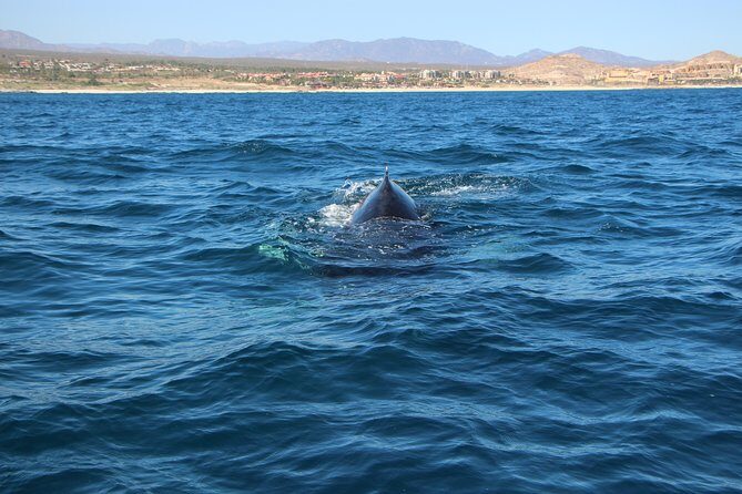 Whale Watching in Cabo San Lucas on board our Luxury Trimaran! - The Experience in Detail