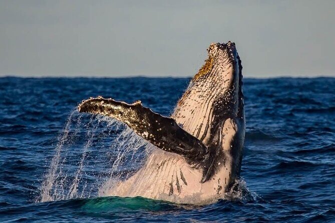Whale Watching in Cabo San Lucas on board our Luxury Trimaran! - Final Thoughts