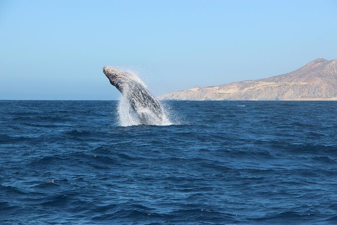 Whale Watching in Cabo San Lucas on board our Luxury Trimaran! - FAQ