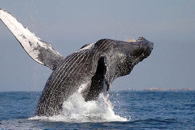 Whale Watching in Cabo San Lucas: Sightseeing Cruise and Shopping - Who Is This Tour Best For?