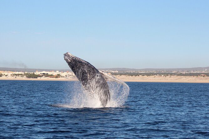 Whale Watching in Cabo San Lucas: Sightseeing Cruise and Shopping - Final Thoughts