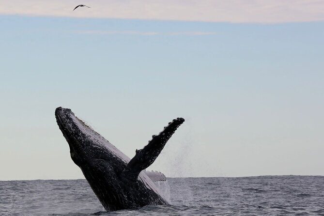 Whale Watching in Coffs Harbour - What Will You See and Do