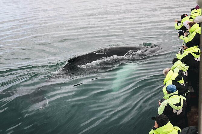 Whale Watching in Husavik - What to Expect on the Tour