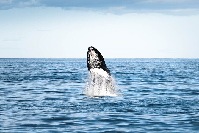 Whale Watching in Husavik - The Value of the Tour