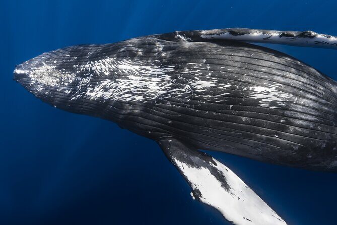 Whale Watching in Kona Hawaii - Key Points