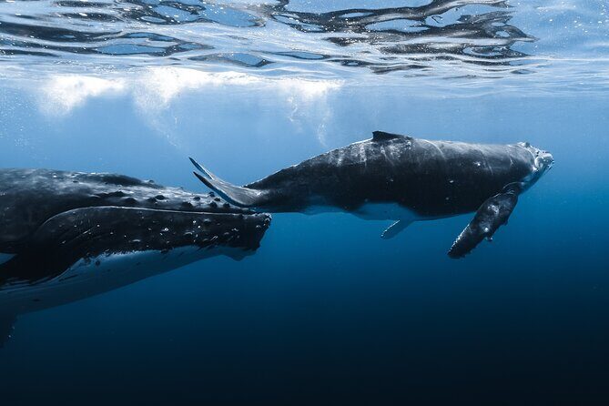 Whale Watching in Kona Hawaii - Who Should Consider This Tour?