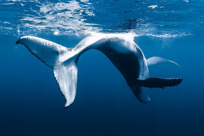 Whale Watching in Kona Hawaii - Frequently Asked Questions