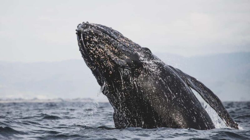 Whale Watching in La Paz  Gray Whale Encounter - What to Expect from the Experience