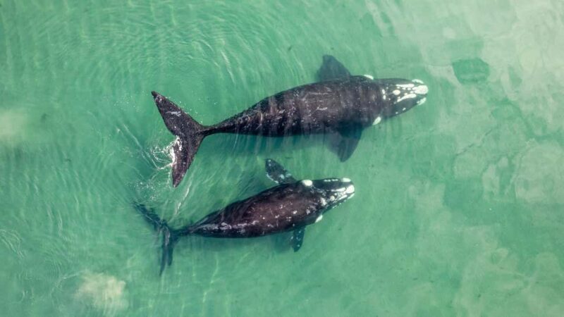 Whale Watching in La Paz  Gray Whale Encounter - Why You Might Love This Tour