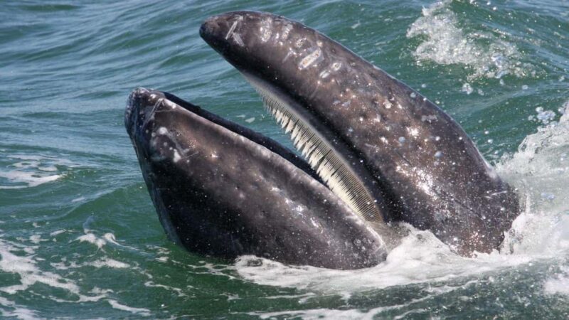 Whale Watching in La Paz  Gray Whale Encounter - Why You Might Think Twice