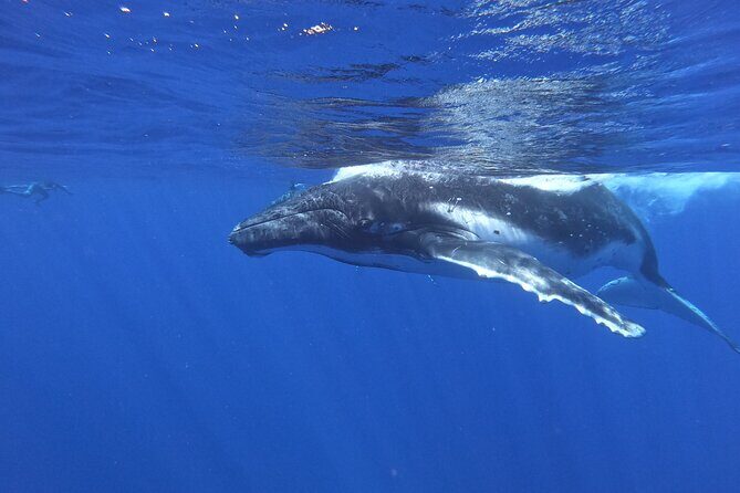 Whale watching in Moorea - Authentic Insights from Reviews