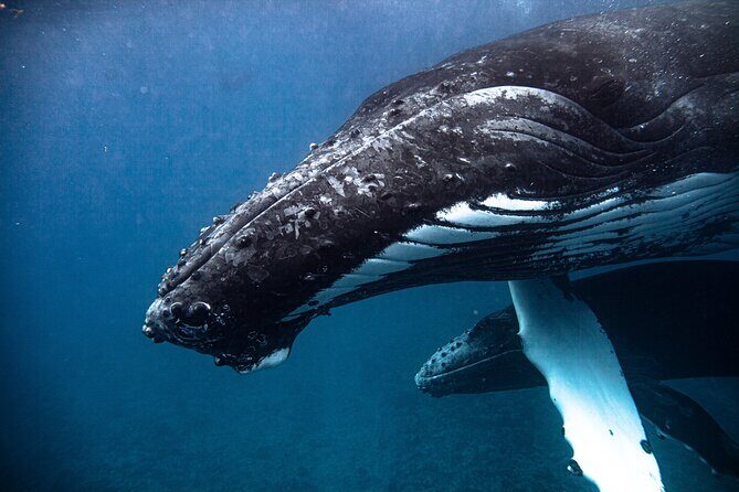 Whale watching in Moorea - Final Thoughts