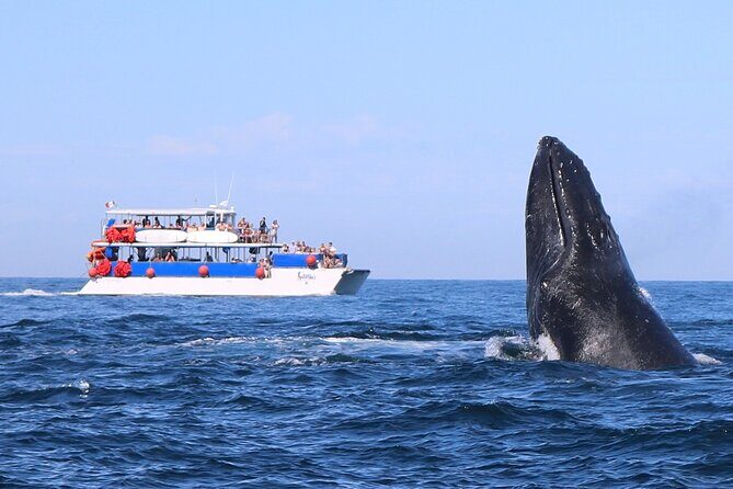 Whale Watching in Puerto Vallarta - Key Points