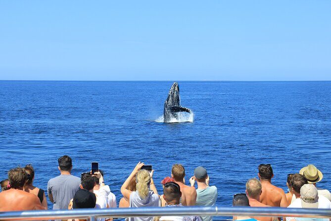 Whale Watching in Puerto Vallarta - Final Thoughts