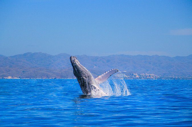 Whale Watching in Puerto Vallarta - FAQ