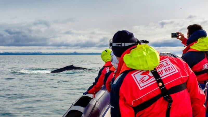 Whale Watching in Reykjavik by Speedboat - Who Should Consider This Tour?