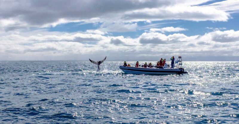 Whale Watching in Reykjavik by Speedboat - FAQs
