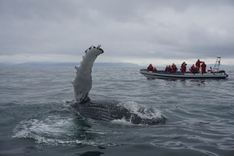Whale Watching in Reykjavik by Speedboat - Final Thoughts