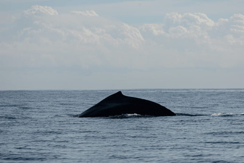 Whale Watching in San Jose del Cabo - What’s Included and What to Bring